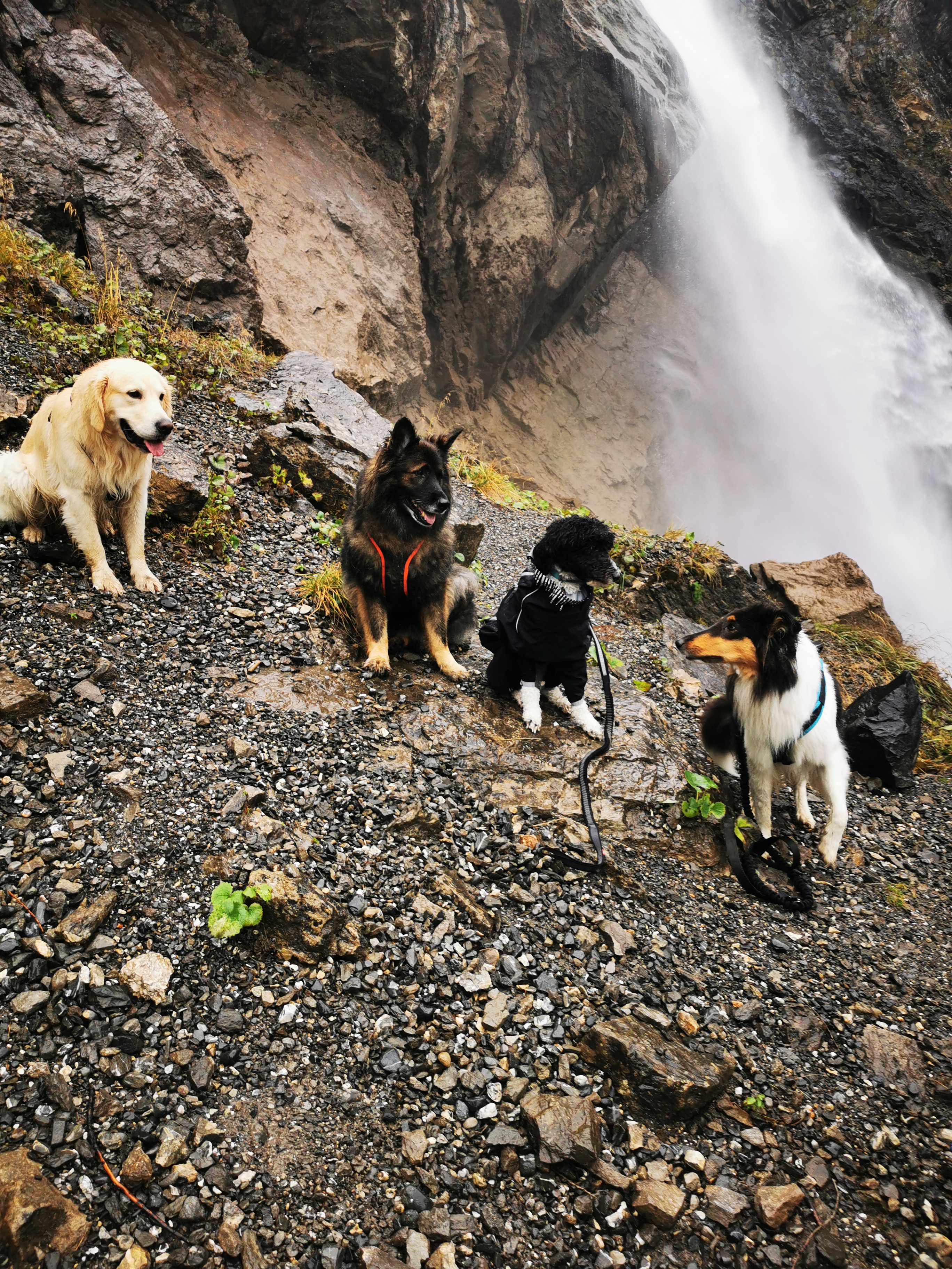  Wandern mit Hund - Richtig wandern lernen mit deinem Hund 