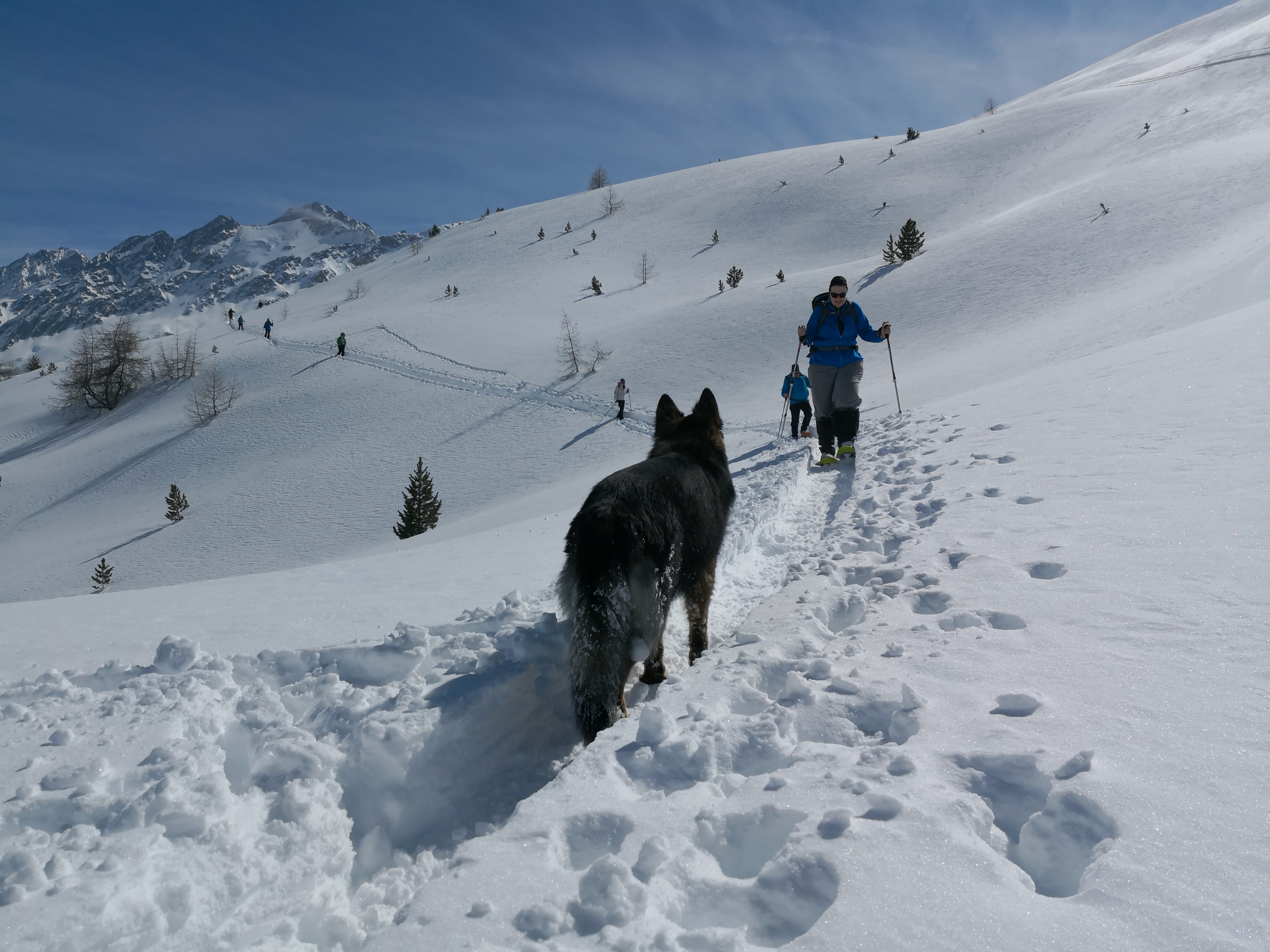  Schneeschuhtour mit Hund Adelboden