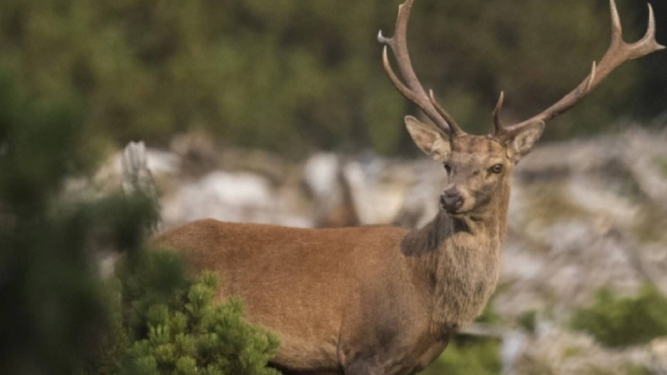 Alpinschule Bergfalke