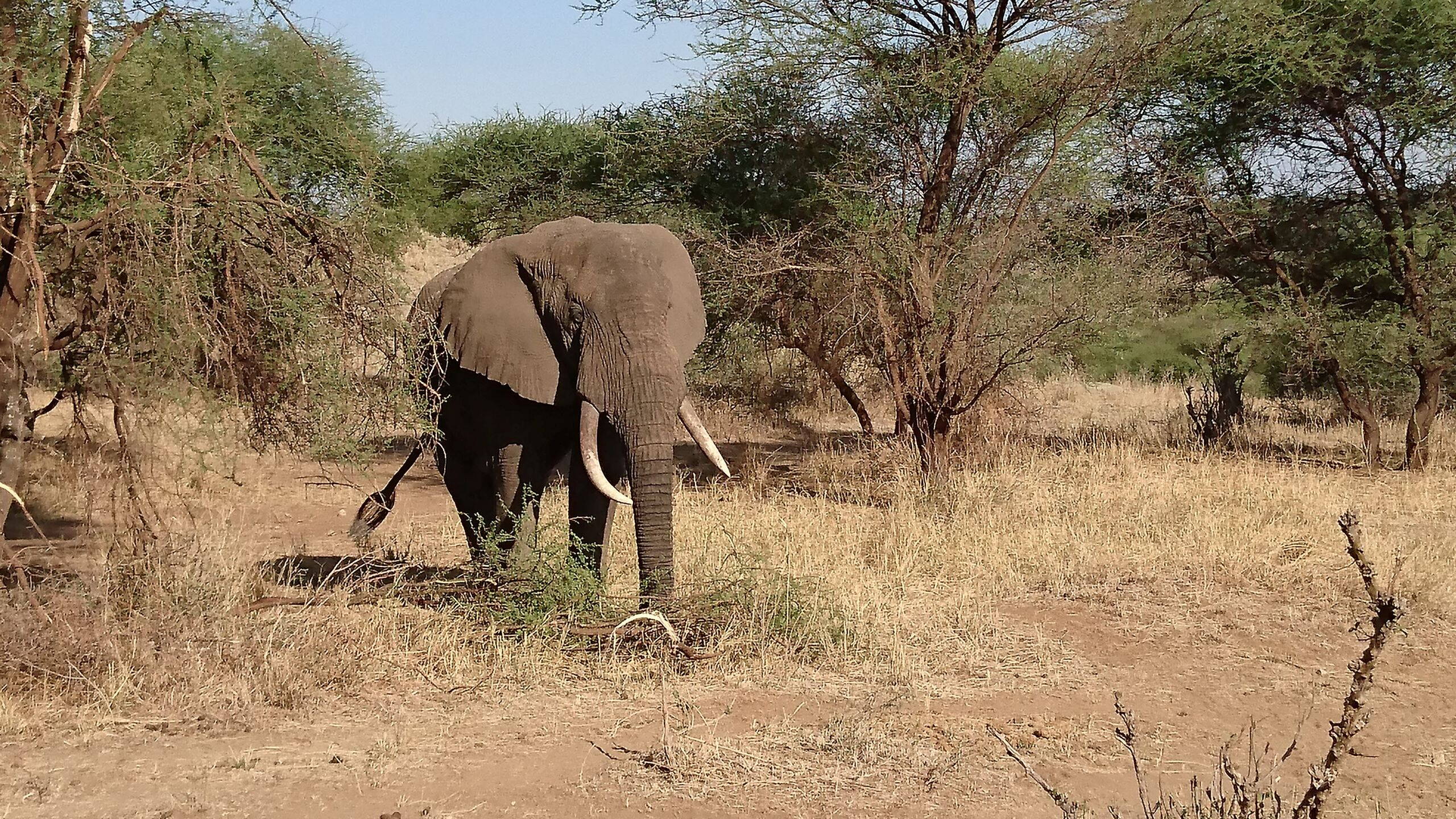 Alpinschule Bergfalke Alpinschule Bergfalke