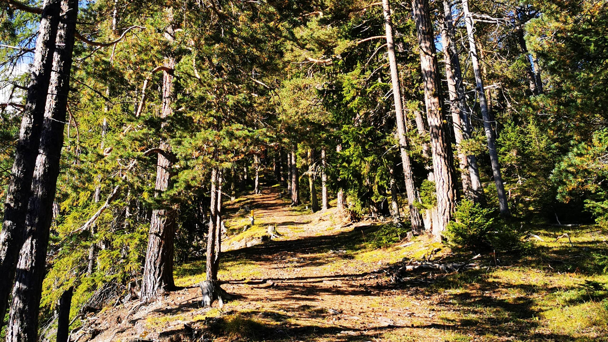 Alpinschule Bergfalke