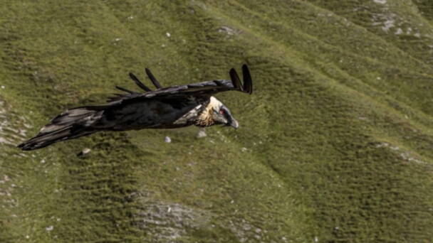Alpinschule Bergfalke