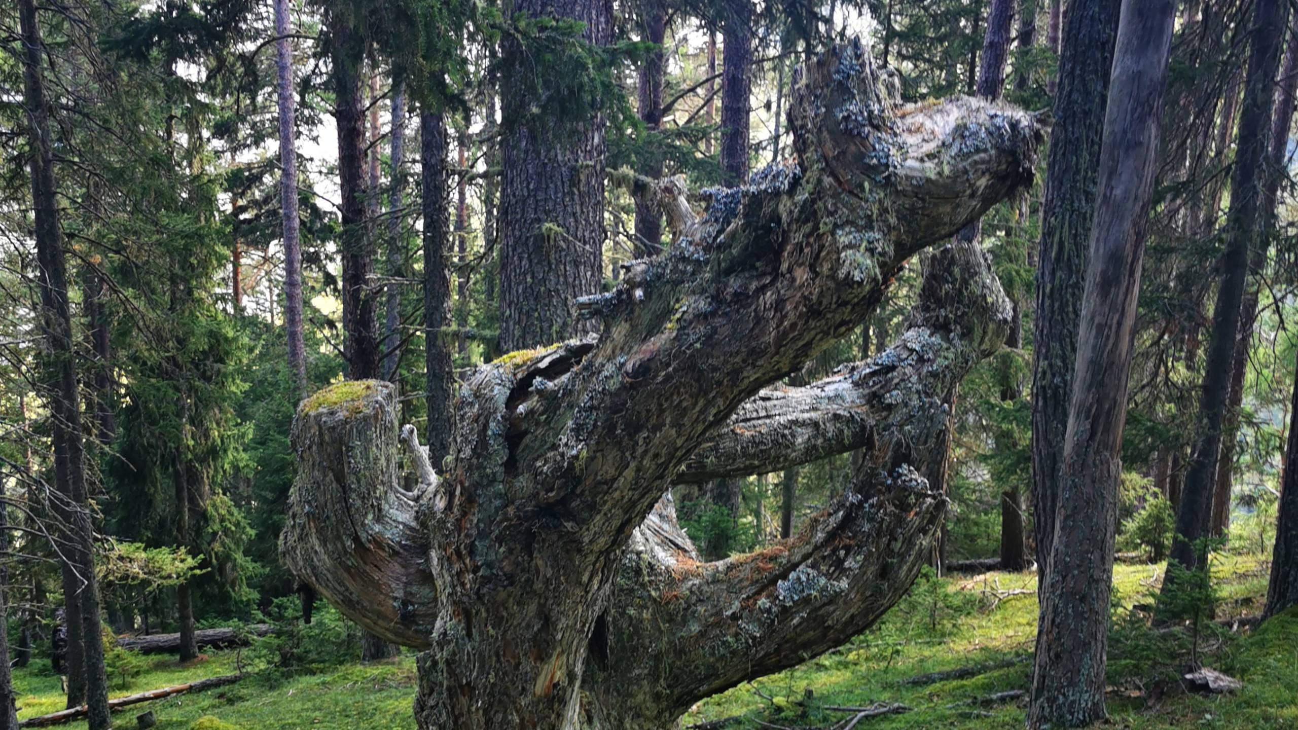 Alpinschule Bergfalke Alpinschule Bergfalke